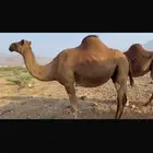 ابل للبيع 11