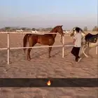 حصان شعبي طررب وحااار