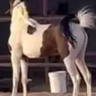 مهره جميله