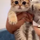 قطط سكوتش فولد