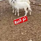 جامع تحتها طلي