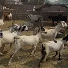 11 معزا جنوبيات دفيع فواخر كفوو ع 560 ي بلاش