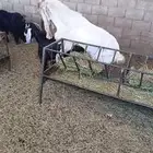 تيس