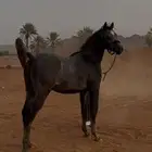 حصان