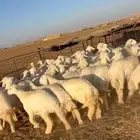 رخال حريات للبيع