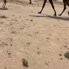 البيع خلفه صفرا كفوو