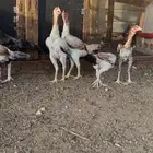 طقمين شامو ياباني