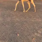 بكرة باتلية وناقة شقحا ضروبة