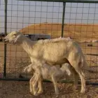 شاه حريه تحتها طلي .