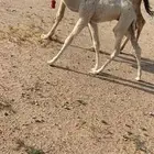 البيع خلفه رمانيه غيثيه