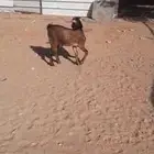 تيوس للبيع