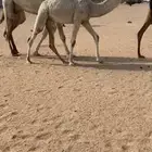 البيع عشرا كفوو