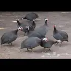 دجاج حبشي