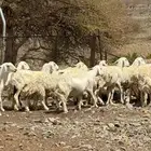 ضان ومعزاء