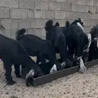 تيوس للبيع