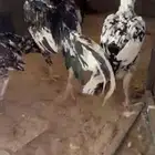 بيض وصوص شامو الماني ويباني وسندي