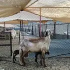 غنم سواكن درمانيات اصائل