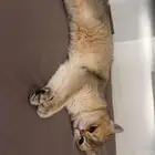 قطة سكوتش فولد
