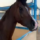 حصان واهو