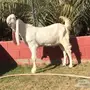 جذع هولندي ابيض فاخر لعشاق الزين