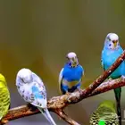 تبني طيور الزينه وخف الله فيها