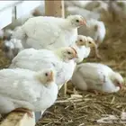 للبيع دجاج ابيض لاحم