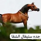 خيل عربي أصيل للبيع ع السوم