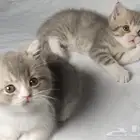 للبيع سكوتش فولد