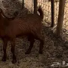 جفره سمينه فل 6 شهور