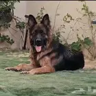 كلاب جيرمن شيبرد