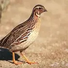 سمان -مهاجر -بري