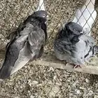 للبيع ذكر وانثى على السوم