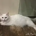 قطط ذكور للتبني