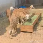 غنم ذبايح طليان سواكني تربيه وفي ذبح وتوصيل