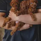 pure poodle puppies جراء بودل بيور