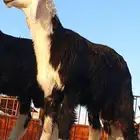 خرفان نجد فاخره