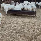 رخال حريات للبيع
