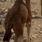 حوار ضار عمره شهر بكره