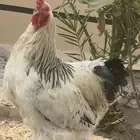دجاج للبيع