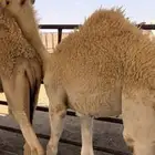 قعدان العدد 2 العمر 7 شهور