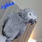 مفقود كاسكو الدمام حي طيبة