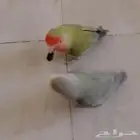 روز انثى اليف جاهزه