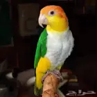 كايك وايت بيلي فروخ