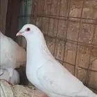 هل يوجد مصلخ حمام بالمدينه