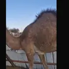 قعود سمين وعلى حليب امه امه عندي