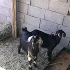 ذبايح للبيع مع الذبح والتوصيل