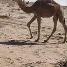 بكره حمرامفروده