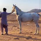 فرس شعبيه