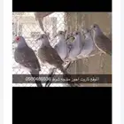 للبيع اجوز يمام منتجه ومتعودين على الاجواء الخارجيه