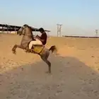 حصان شعبي جمره